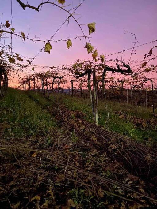 Casa Vigneto Octavio No Vale Dos Vinhedos Villa Bento Gonçalves Eksteriør billede